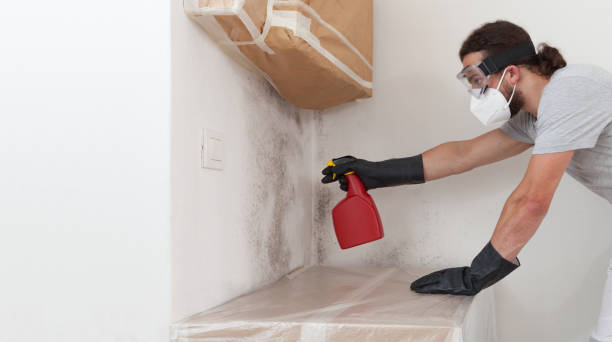 Professional Mold Cleanup technician working in Newtonville, MA
